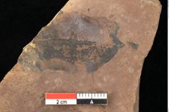 Foto (Detailsansicht) von Quercus daphnes, Unger (NHMW-GEO-2024-0188-0966)